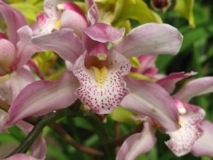 Orchid Study - Balboa Park