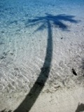 Taha'a Palm Reflection - Cook Islands
