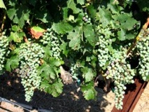Chimney Rock Cabernet grapes - Napa