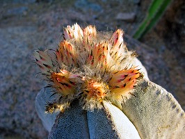 cactus bloom