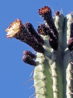 cactus bud