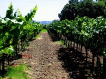 Grapes in Saddleback's vinyards	- Napa