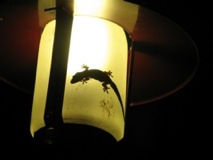 Gecko on the lamp - Papeete