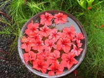 Bucket of Color - Bora Bora