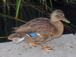 duckx