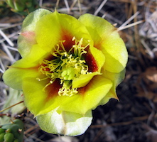cactus Bloom