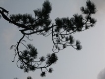 Pine Tree Bough