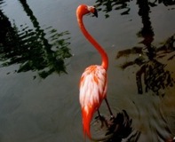 Flamingo Lagoon - San Diego
