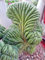 crested cactus