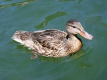 Duckling on Blue Ridge Reservoir
