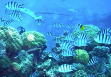 Bora Bora Dive
