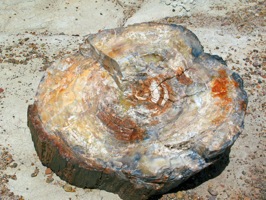 petrified forest