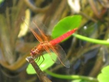 Dragon Fly Rojo