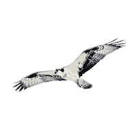 “osprey”