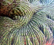 Saguaro Fingerprint - Arizona