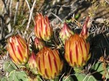 Barrel Cactus Buds - Arizona