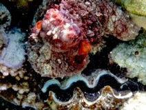 Octopus hides on Clam - Taha'a Reef 