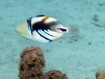 Picasso Fish Taha'a Reef 