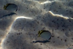 Butterfly Fish in Shallows