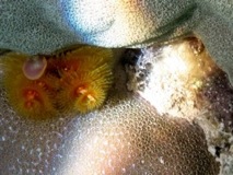 Golden Coral Polyp feeding - Aitutaki, Cook Islands