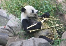 Panda Feeding - San Diego Zoo