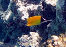 Needle Nose Butterfly Fish - Moorea