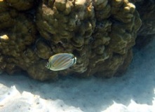 Ornate butterfly fish - Taha'a Reef