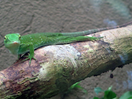 green rainforest lizard