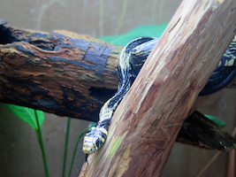 rainforest snake