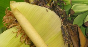 ant on bananna flower