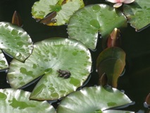frog lilly pad