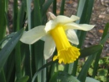 Jonquil at Monet's Garden - Giverny, France