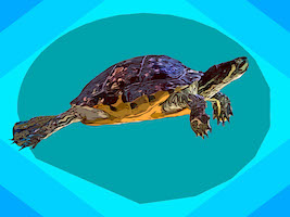 turtle