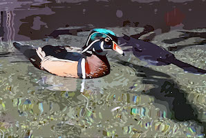 Duck