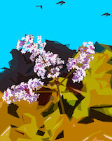 lilacs