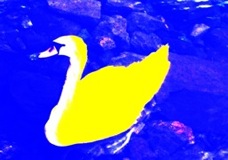 Yellow Swan
