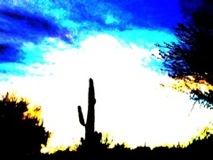 Seguaro at Sunset