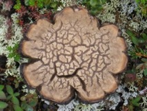 Map O' the World Mushroom - Denali
