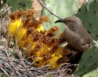 Thrasher Feeds on Barrel Cactus Fruit