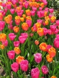 Churhill Downs Tulips