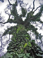 ciba tree