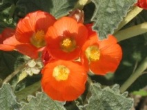 Globe Mallow Blooms - Scottsdale, Arizona