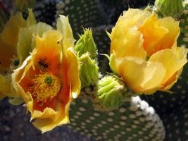 cactus bloom