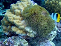 Anenome  - Bora Bora Reef