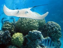 Sting Ray - Bora Bora Reef
