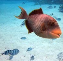 Titan Trigger Fish - Bora Bora Reef