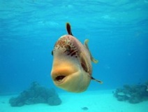 Titan Trigger Fish teeth- Bora Bora Reef