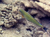 Parrot Fish Moorea