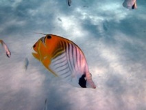 Butterfly fish - Aitutaki, Cook Islands