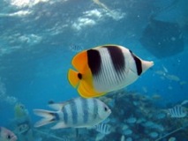 Clown fish - Bora Bora Reef